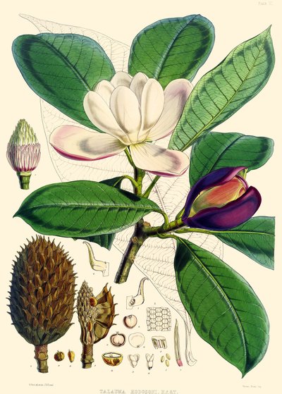 Magnolia hodgsonii, 1855 de Joseph Dalton Hooker