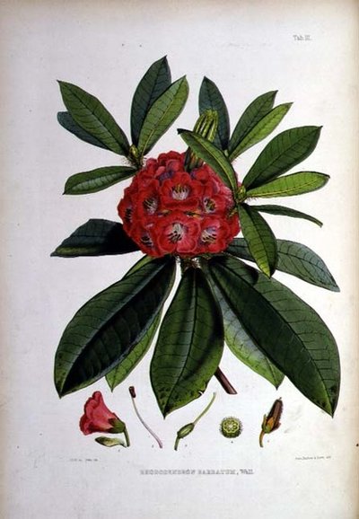 Rhododendron: Barbatum, litografía de Walter Hood Fitch de Joseph Dalton Hooker