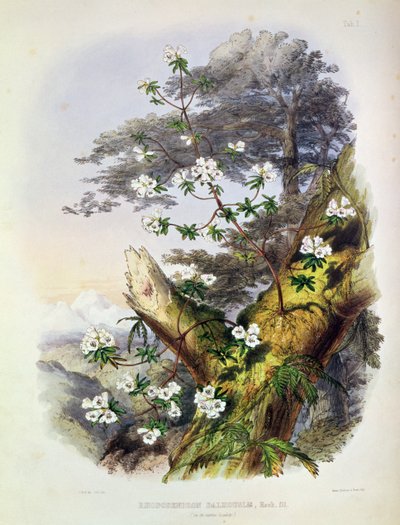 Rhododendron: Dalhousie, dibujo de 