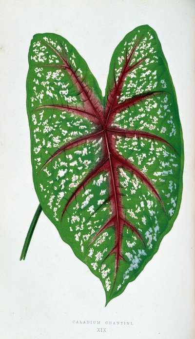 Hoja de Caladium Chantini. Tabla botánica en "Plantas con follaje colorido. de Joseph Edward and Howard W Lowe