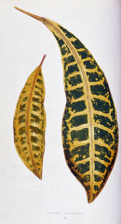 Croton leaf variegata. Tabla botánica en "Plantas con follaje colorido. Colección de las especies más notables utilizadas para decorar jardines, invernaderos y apartamentos, por Edward Joseph Lowe y W. Howard, miembros de la Sociedad de Horticultura de Lon de Joseph Edward and Howard W Lowe