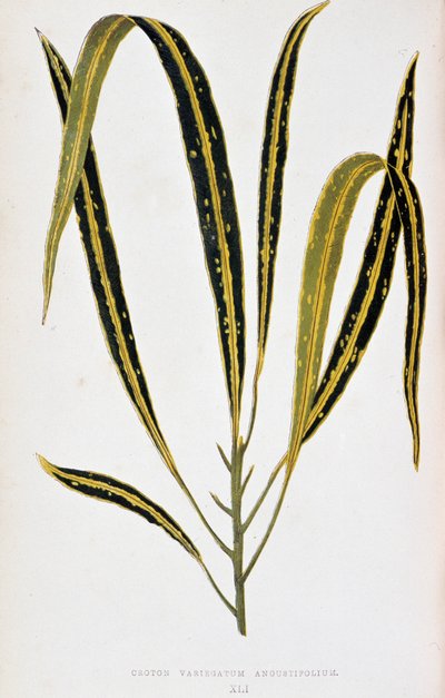 Croton leaf variegatum angustifolium. Tabla botánica en "Plantas con follaje colorido. Colección de las especies más notables utilizadas para decorar jardines, invernaderos y apartamentos, por Edward Joseph Lowe y W. Howard, miembros de la London Horticult de Joseph Edward and Howard W Lowe