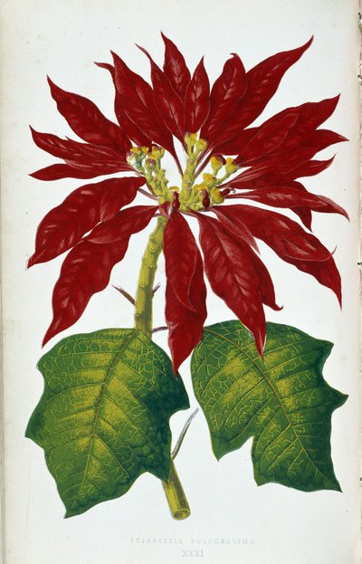 Flor y hojas de Poinsettia Pulcherrima. Tabla botánica en "Plantas de follaje colorido. Colección de las especies más notables utilizadas para decorar jardines, invernaderos y apartamentos, por Edward Joseph Lowe y W. Howard, miembros del London Hort de Joseph Edward and Howard W Lowe