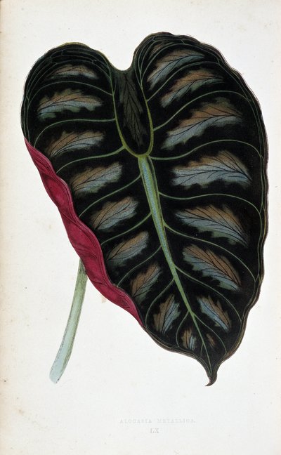 Hoja de Alocasia metallica. Tabla botánica en "Plantas con follaje coloreado. Colección de las especies más notables utilizadas para decorar jardines, invernaderos y apartamentos, por Edward Joseph Lowe y W. Howard, miembros de la London Horticulture Socie de Joseph Edward and Howard W Lowe