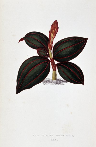 Hoja de Anoectochilus Rubro Venia. de Joseph Edward and Howard W Lowe