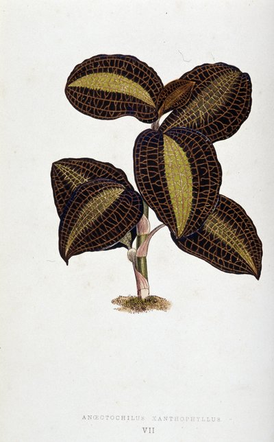 Hoja de Anoectochilus Xantophyllus. Tabla botánica en "Plantas con follaje colorido. de Joseph Edward and Howard W Lowe