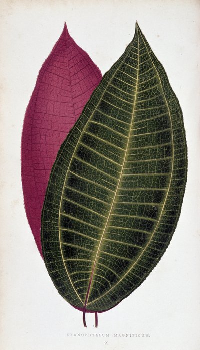 Hoja de Cyanophyllum Magnificum. Tabla botánica en "Plantas con follaje colorido. de Joseph Edward and Howard W Lowe