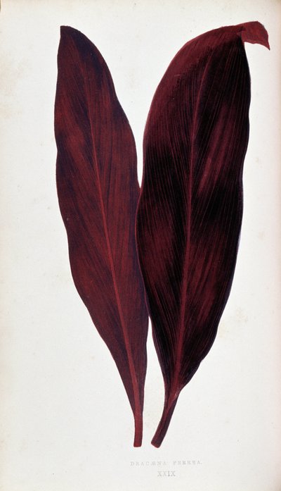 Hoja de Dracaena ferrea en "Plants with colorful foliage. Colección de las especies más notables utilizadas para decorar jardines, invernaderos y apartamentos, por Edward Joseph Lowe y W. Howard, miembros de la London Horticulture Society. Traducido del in de Joseph Edward and Howard W Lowe