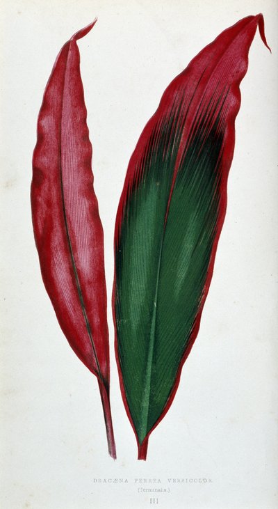 Hoja de Dracaena ferrea versicolor. Tabla botánica en "Plantas con follaje colorido. de Joseph Edward and Howard W Lowe
