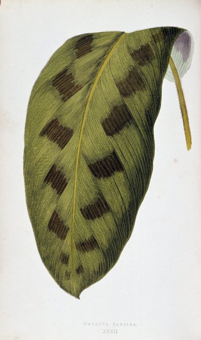 Hoja de Maranta Pardina. Tabla botánica en "Plantas con follaje colorido. Colección de las especies más notables utilizadas para decorar jardines, invernaderos y apartamentos, por Edward Joseph Lowe y W. Howard, miembros de la London Horticulture Society.  de Joseph Edward and Howard W Lowe