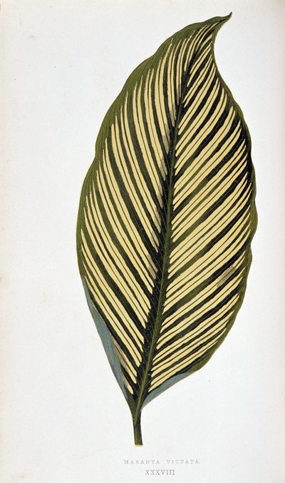 Hoja de Maranta Vittata. Tabla botánica en "Plantas con follaje colorido. Colección de las especies más notables utilizadas para decorar jardines, invernaderos y apartamentos, por Edward Joseph Lowe y W. Howard, miembros de la London Horticulture Society.  de Joseph Edward and Howard W Lowe