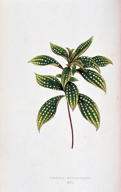 Hoja de Sonerila margaritacea. Tabla botánica en "Plantas de follaje colorido. Colección de las especies más notables utilizadas para decorar jardines, invernaderos y apartamentos, por Edward Joseph Lowe y W. Howard, miembros de la London Horticulture Soci de Joseph Edward and Howard W Lowe