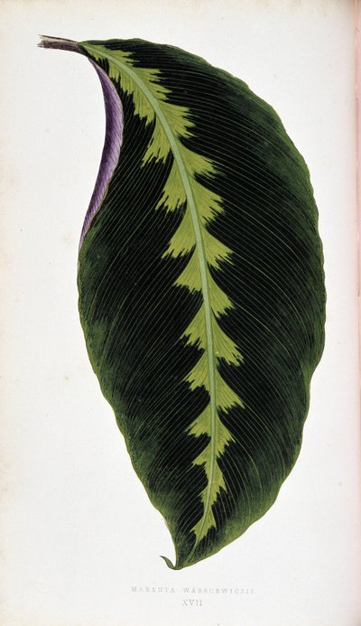Maranta hoja warscewiczil. Tablero botánico en "Las plantas con follaje colorido. de Joseph Edward and Howard W Lowe