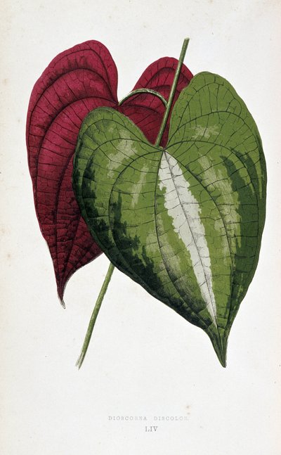 Hojas de ñame en 2 colores (Dioscorea discolor). Tabla botánica en "Plantas con follaje colorido. Colección de las especies más notables utilizadas para decorar jardines, invernaderos y apartamentos, por Edward Joseph Lowe y W. Howard, miembros del London  de Joseph Edward and Howard W Lowe