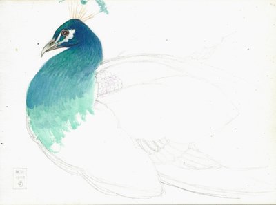 Pavo real mirando a la izquierda, 14.VI.1900, 1900 de Joseph Edward Southall