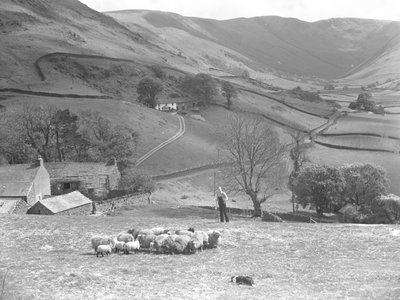 Un pastor y su perro pastor controlan un rebaño de ovejas en un campo de Martindale de Joseph Hardman