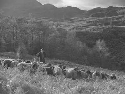 Un granjero observa su rebaño de ovejas, al fondo se ven las colinas. de Joseph Hardman
