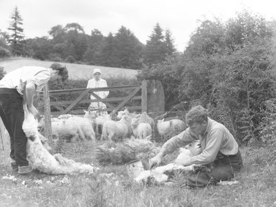 Un grupo de granjeros en un campo esquilando unos corderos de Joseph Hardman