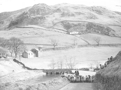 Rebaño de ovejas conducido por carretera de Joseph Hardman