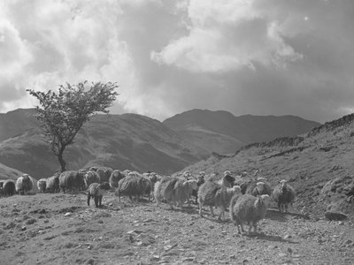 Rebaño de ovejas con fells al fondo de Joseph Hardman