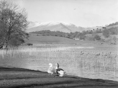 Dos gansos a orillas del agua en Esthwaite Water, con las montañas nevadas al fondo. de Joseph Hardman