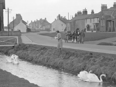 Mujer alimentando cisnes en Allonby con hombre guiando caballo y carro por carretera de Joseph Hardman