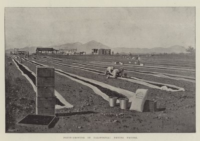 Cultivo de frutas en California, secado de ciruelas de Joseph Holland Tringham