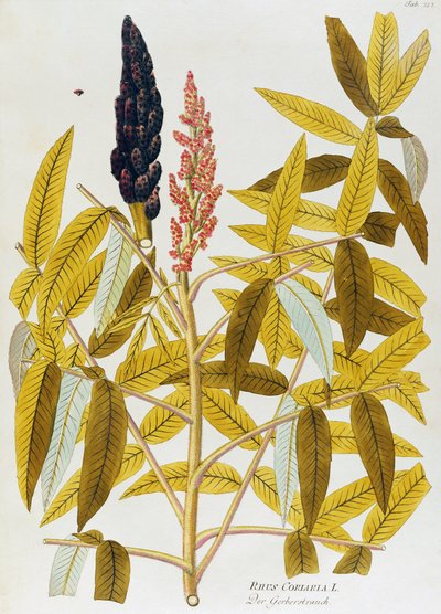 Zumaque de hojas de olmo o zumaque siciliano (Rhus coriaria) por Joseph Jacob von Plenck (1735-1807), de Icones plantarum medicinalium, Viena de Joseph Jacob Plenck
