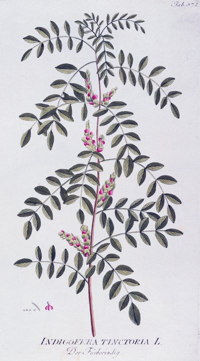 Índigo verdadero (Indigofera tinctoria) por Joseph Jacob von Plenck (1735-1807), de Icones plantarum medicinalium, Viena de Joseph Jacob Plenck