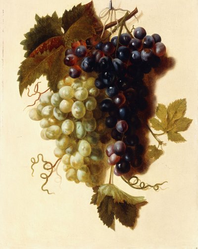 Racimos de uvas verdes y rojas suspendidos de una cuerda, c.1796 de Joseph Laurent Malaine