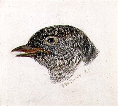 Cuco, del libro de aves de Farnley, c.1816 de Joseph Mallord William Turner