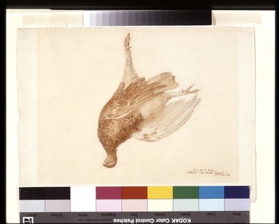 Urogallo muerto (acuarela sobre lápiz sobre papel de estraza blanco) de Joseph Mallord William Turner