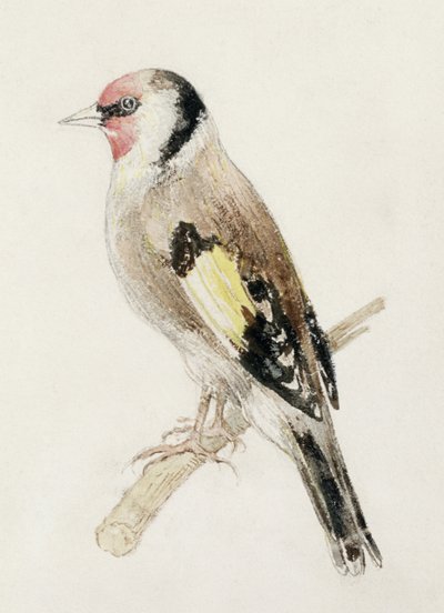 Jilguero, del Libro de Aves de Farnley, c.1816 de Joseph Mallord William Turner