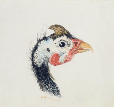Gallina de Guinea, del 