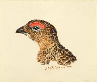Cabeza de urogallo, del Libro de Aves de Farnley, c.1816 de Joseph Mallord William Turner