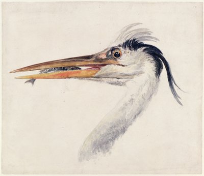 Garza, del Libro de Aves de Farnley, c.1816 de Joseph Mallord William Turner