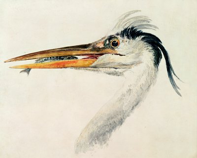 Garza con un pez de Joseph Mallord William Turner