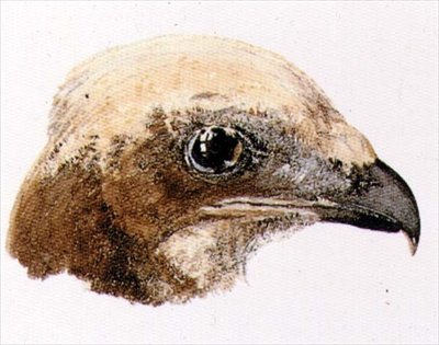 Halcón de páramo, del libro de aves de Farnley, c.1816 de Joseph Mallord William Turner
