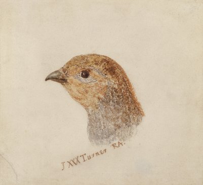 Perdiz, del Libro de Aves de Farnley, c.1816 de Joseph Mallord William Turner