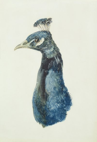 Pavo real, del Libro de Aves de Farnley, c.1816 de Joseph Mallord William Turner