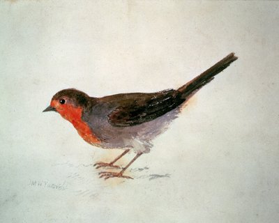 Petirrojo, del Libro de Aves de Farnley, c.1816 de Joseph Mallord William Turner