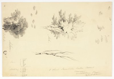 Bocetos de olmos y fresnos de Joseph Mallord William Turner