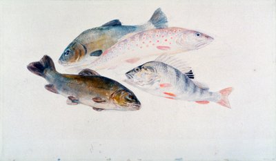 Estudio de Peces: Dos Tencas, una Trucha y una Perca, c1822-1824 de Joseph Mallord William Turner