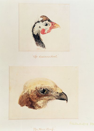 La Gallina de Guinea y el Halcón Moro de Joseph Mallord William Turner