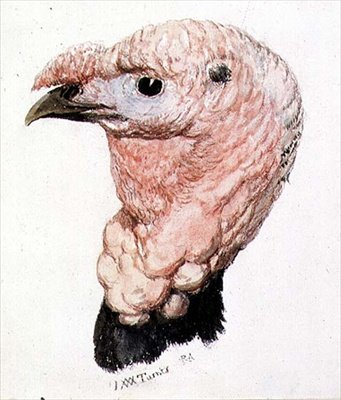Pavo, del Libro de Aves de Farnley, c. 1816 de Joseph Mallord William Turner