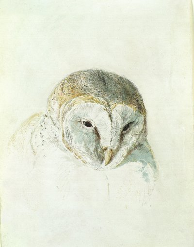 Lechuza blanca, del Libro de Aves de Farnley, c.1816 de Joseph Mallord William Turner