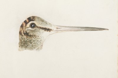 Becada, del Libro de Aves de Farnley, c.1816 de Joseph Mallord William Turner
