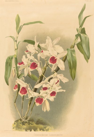 Dendrobium Leechianum de Joseph Mansell