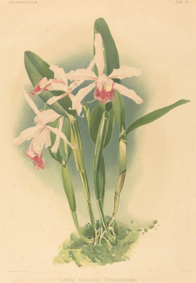 Laelia Elegans Schilleriana de Joseph Mansell