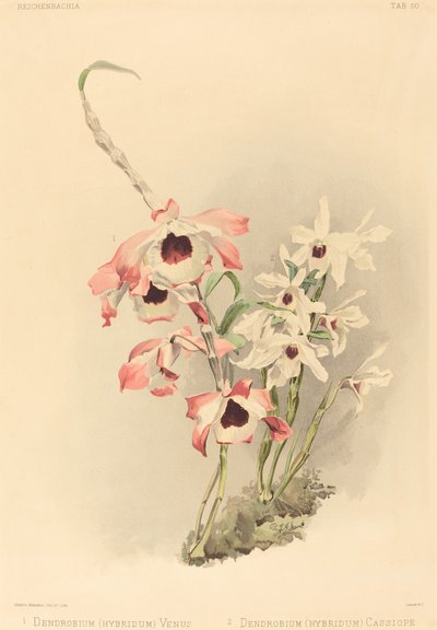 Dendrobium (Híbrido) Venus y Dendrobium (Híbrido) Casiopea de Joseph Mansell after Henry George Moon